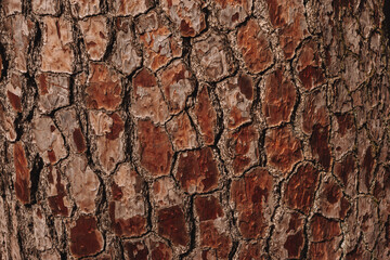 Pine bark background, close-up. Natural texture pine skin. Relief texture of tree trunk for publication, screensaver, wallpaper, postcard, poster, banner, cover, website