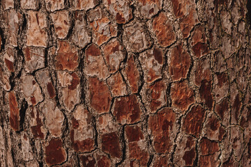 Pine bark background, close-up. Natural texture pine skin. Relief texture of tree trunk for...