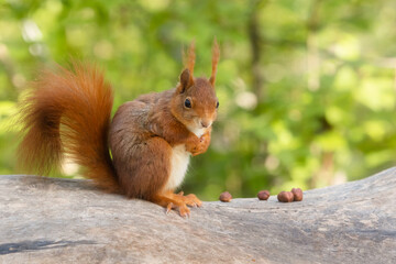 Cute red squirrel sitting on a tree trunk in the spring forest