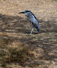 Blue Heron Standing in a Field of Dry Grass and Leaves.
