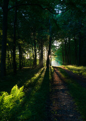 Obraz premium path in the forest