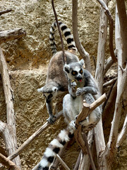 ring lemur sitting on a tree © Juri