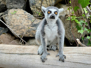 lemur on a tree © Juri