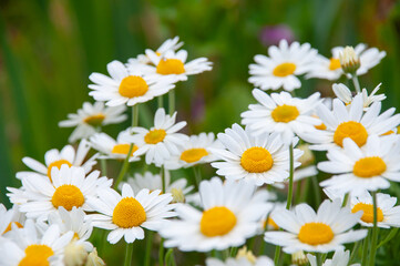 White chamomile flowers with green unfocused background. High quality photo. Close-Up