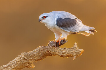 Black Winged Kite on Bright Background