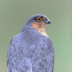 Eurasian sparrowhawk looking sideview in forest