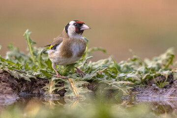 European goldfinch Perched in Green Vegetation