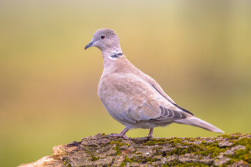 Eurasian collared dove perched on trunk