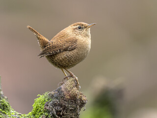 Eurasian wren perched on branch with erect tail.