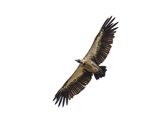 Flying White backed vulture on white background
