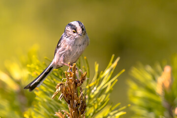 Long tailed tit bird looking at camera in forest