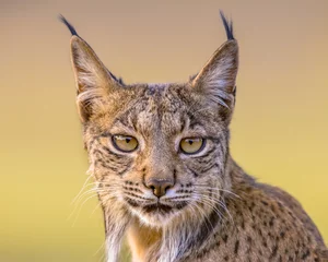 Fotobehang Portret van een Iberische lynx op een heldere achtergrond © creativenature.nl
