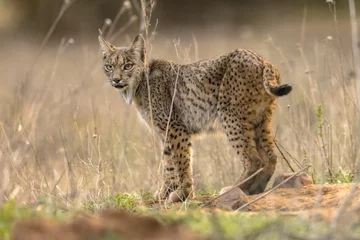 Fotobehang Lynx Iberische lynx op lichte achtergrond