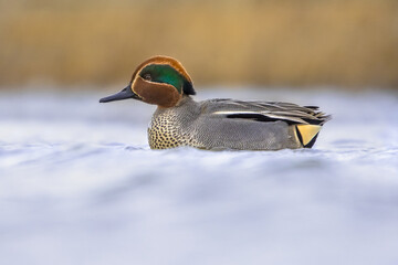 Obraz premium Male Common Teal Swimming in Wetland