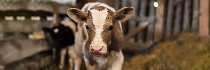 Cute calf looks into the object. A cow stands inside a ranch next to hay and other calves. Web banner - obrazy, fototapety, plakaty