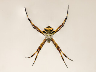 silver spider