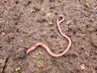 An earthworm on the ground. worms recycle plant waste into a rich soil improver. Worm for fishing Dendrobaena Veneta.
