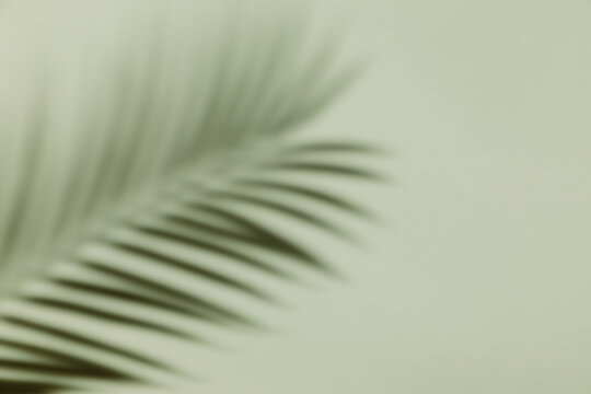 Fototapeta Palm leaf shadow on a green wall background. Olive color stylish flat lay with trendy shadow and sun light.