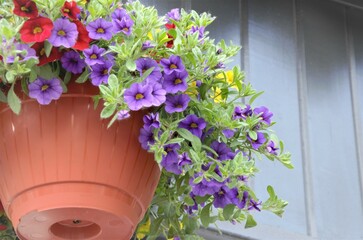 colorful flowers in a pot for decorating streets, houses, cafes