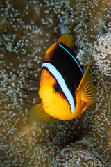 Naklejka na ściany i meble Orange fin anemonefish, Amphiprion chrysopterus, Yap Island, Micronesia