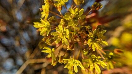 Yellow maple flowering. Close-Up with unfocused background. High quality photo.