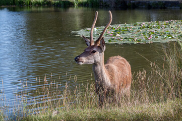 Deer keeping cool in summer