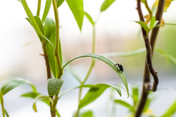 Close up of small spider on green leaves of willow tree 