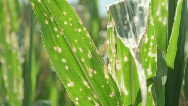 Close up corn leaves wilting and dead after wrong applying herbicide in cornfield. Damage to agribusiness, insured event, reason for indemnification events. Abuse of pesticide use in agriculture
