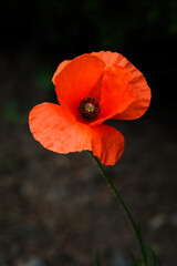 Red poppy flower against dark background. Macro closeup petals and stigma. Ireland