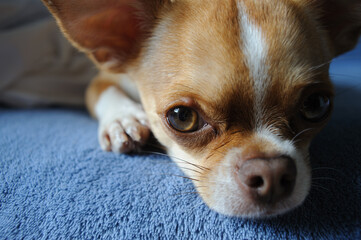 Portrait of chihuahua puppy looking at camera on blue blanket 