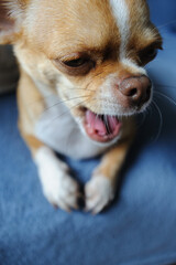 Close up of chihuahua dog yawning on blue background 