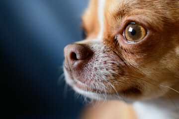 Close up of a chihuahua dog on blue background 