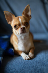 Chihuahua dog looking at camera on blue background