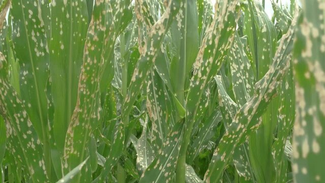 Corn plants wilting and dead after wrong applying herbicide in cornfield. Damage to agribusiness, insured event, reason for indemnification events. Abuse of pesticide use in agriculture
