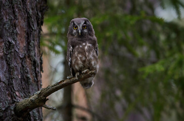 Portrait of a young owl in close-up sitting on a pine branch in a wild forest against a background of trees.