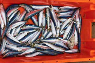 Fototapeta premium fresh sardines fish
