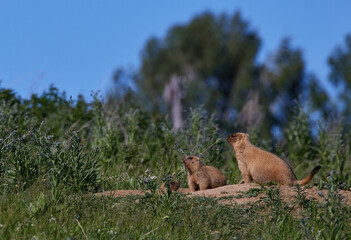 Young funny marmots, on a hill resting in the grass against the blue sky.