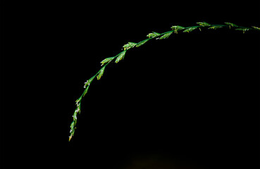 flowering grass on black background