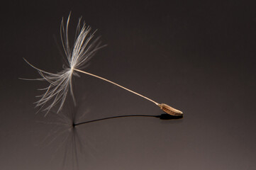 dandelion seed macro photography