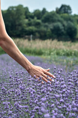 The girl touches the lavender flowers on the field.