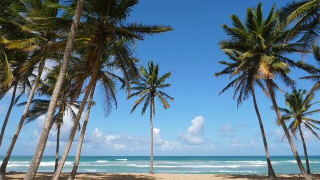 Coconut palm trees on tropical pristine and bounty sandy shore. Dominican Republic