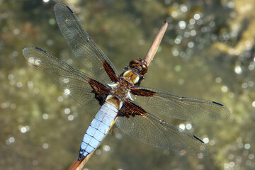männlicher Plattbauch (Libellula depressa) am Garteteich
