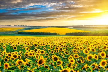 Fotobehang Endless sunflower fields to the horizon. Sunflower harvest at sunset near the Sea of Azov in Ukraine before the war 2022 © Artur