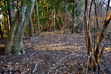 丹沢の相州アルプス南尾根　煤ヶ谷高取山山頂
煤ヶ谷高取山は東丹沢の相州アルプス南尾根にあるピーク。山頂は樹木に囲まれ展望はなく、また山頂を示す道標もない。相州アルプスとは宮ヶ瀬ダム側の高取山から南東へ伸びる経ヶ岳、荻野高取山一帯の山稜をそう呼称している。さらに相州アルプス南尾根は華厳山と荻野高取山の中間から煤ヶ谷に向かって南東に派生する尾根のことを指している。
