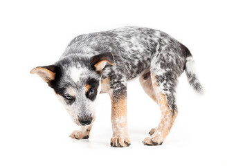 Naklejka na ściany i meble Insecure puppy standing sideways while looking at camera. 9 week old puppy dog unsure, weary or low confidence body language. Australian heeler or blue heeler. Black and white puppy. Selective focus.