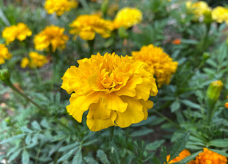 meadow of yellow flower