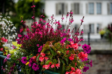 tulips in the garden