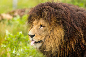 male lion (Panthera leo) close up portrait sticks out his tongue