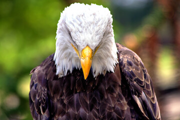 Majestic bald eagle American eagle