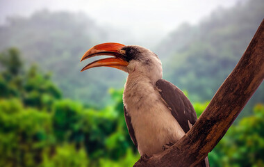The northern red-billed hornbill sitting on a branch of a tree, aka Tockus erythrorhynchus bird in Africa